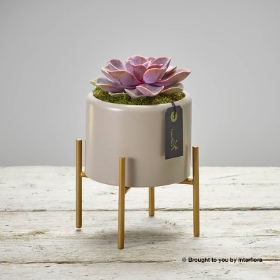 Chic Cactus Planter