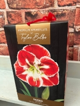 Amaryllis bulb set