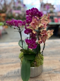 Lush Orchid Bowl
