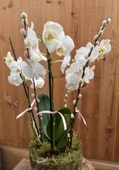 Luxury Phalenopsis Planter