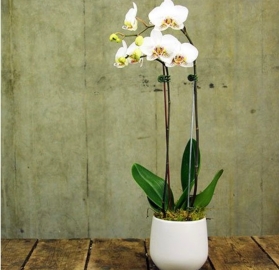 Simply Stunning Phalaenopsis