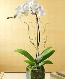 Orchid plant   Phalanopsis