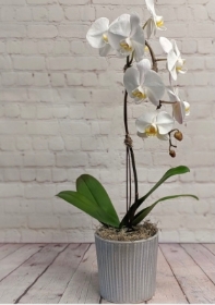 Orchid plant   Phalanopsis